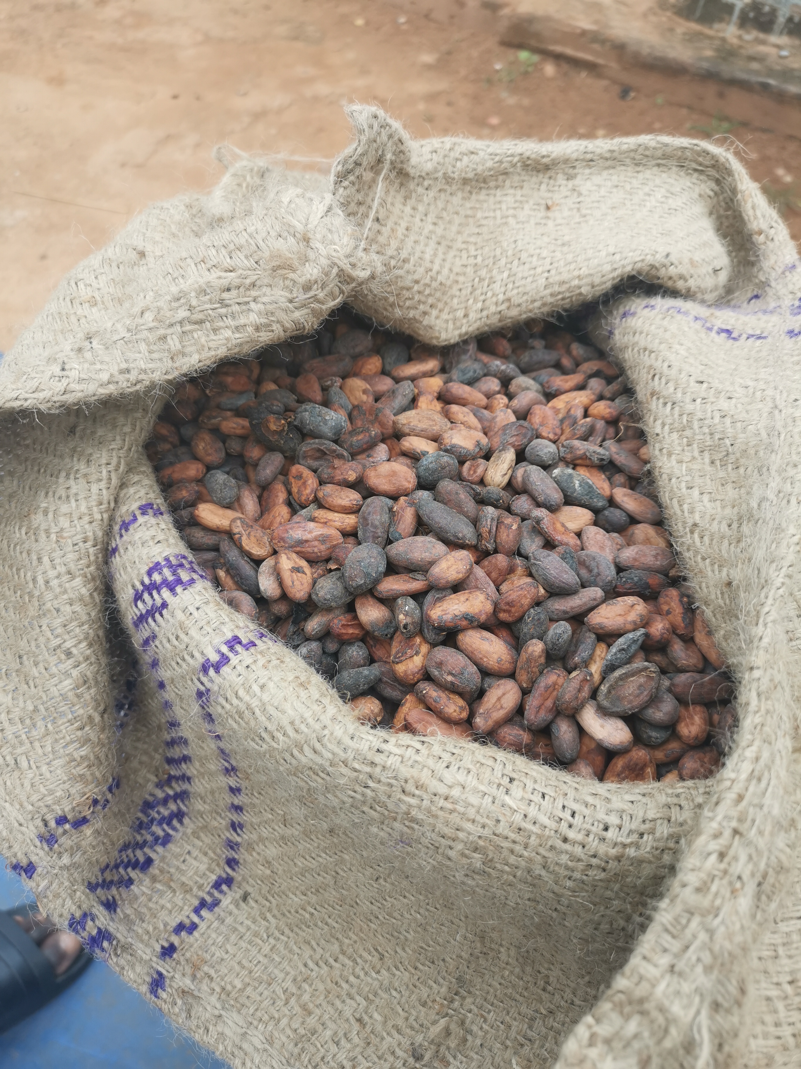 Dried cocoa beans in a jute sack