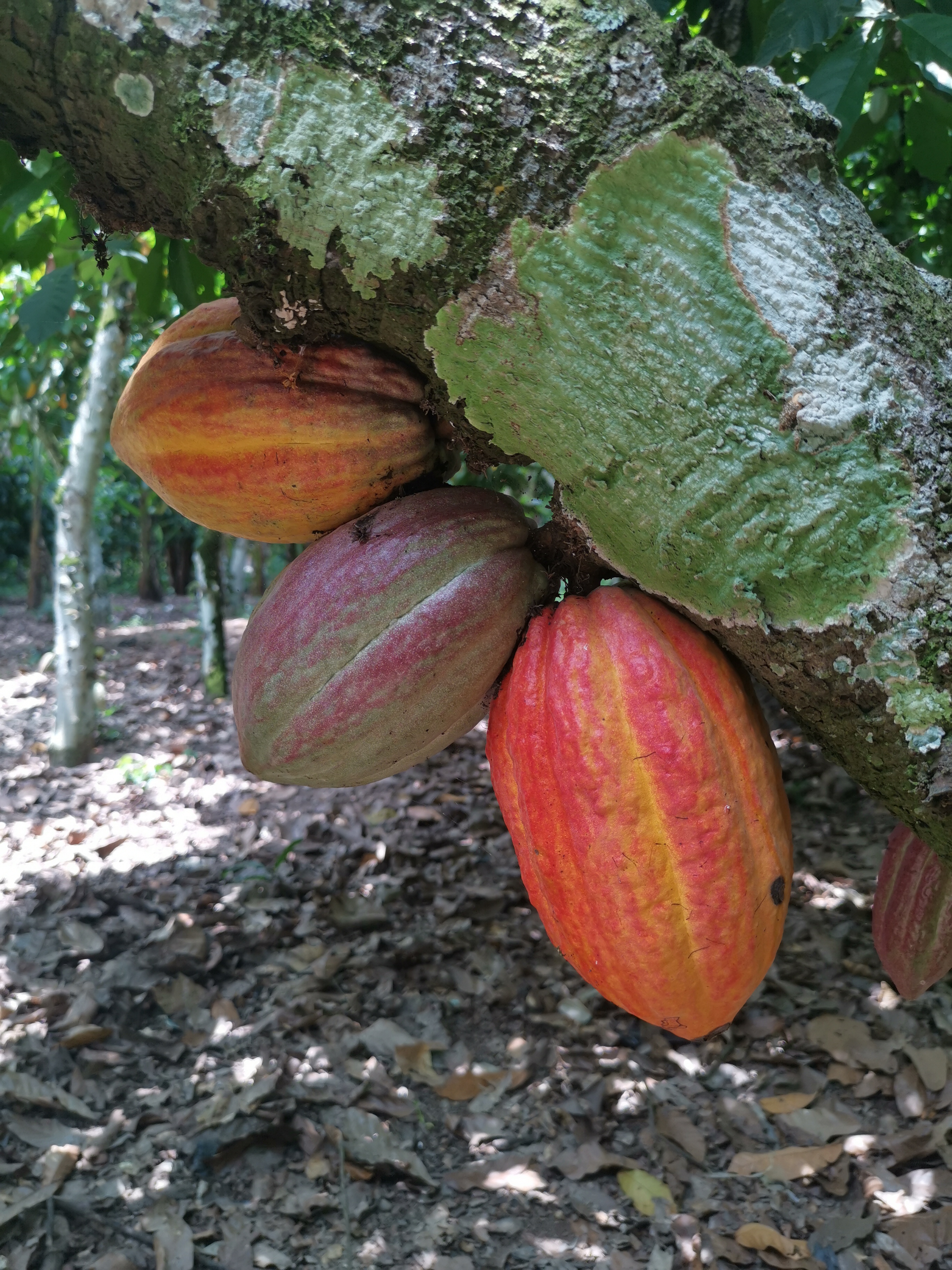 Cocoa pods at a cocoa tree