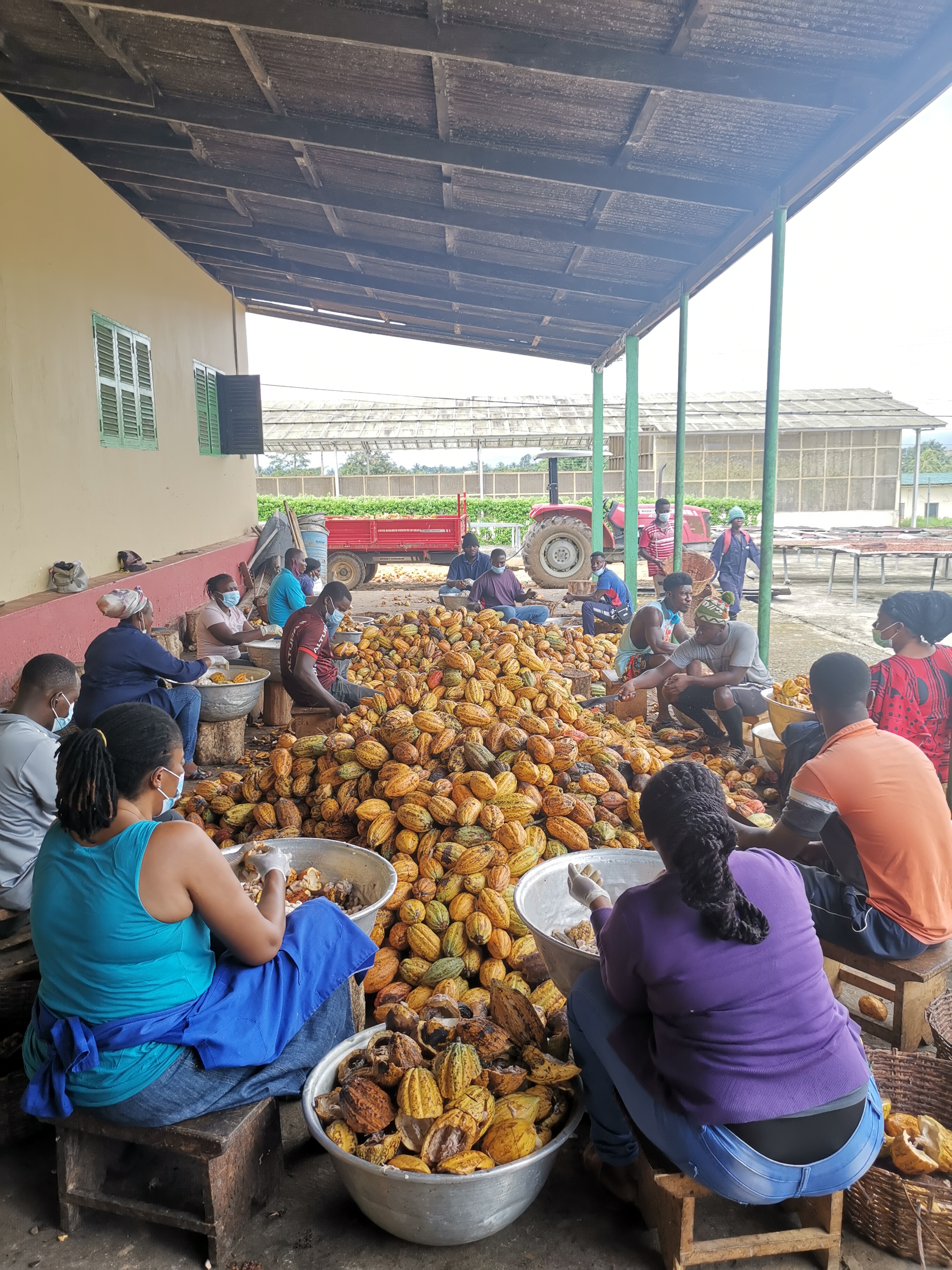 CRIG employees opening the cocoa pods before fermentation