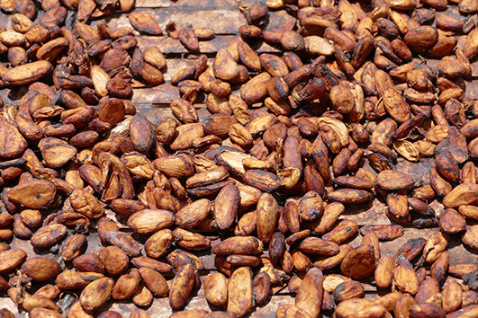 Drying cocoa beans.
